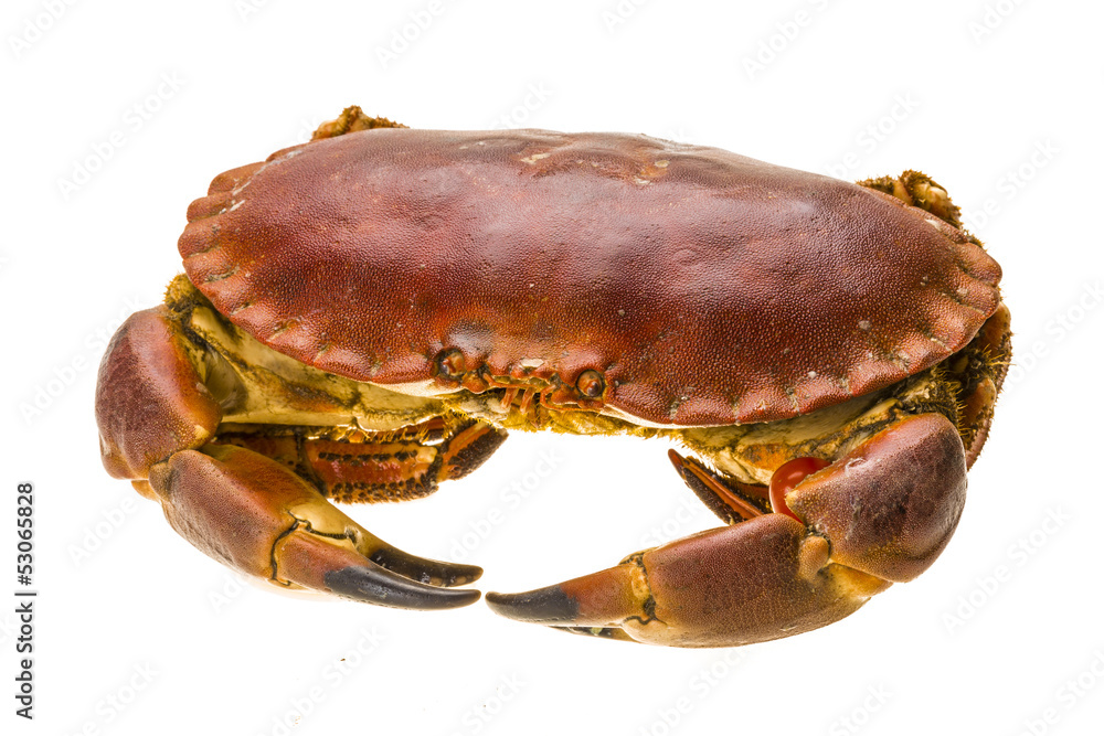 Raw crab Raw crab