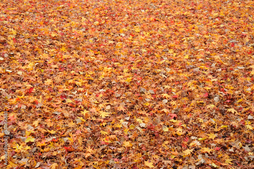 Autumn Leaves Autumn Leaves