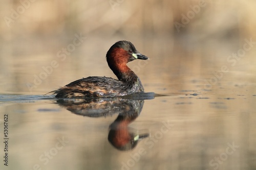 Little Grebe Tachybaptus ruficollis
