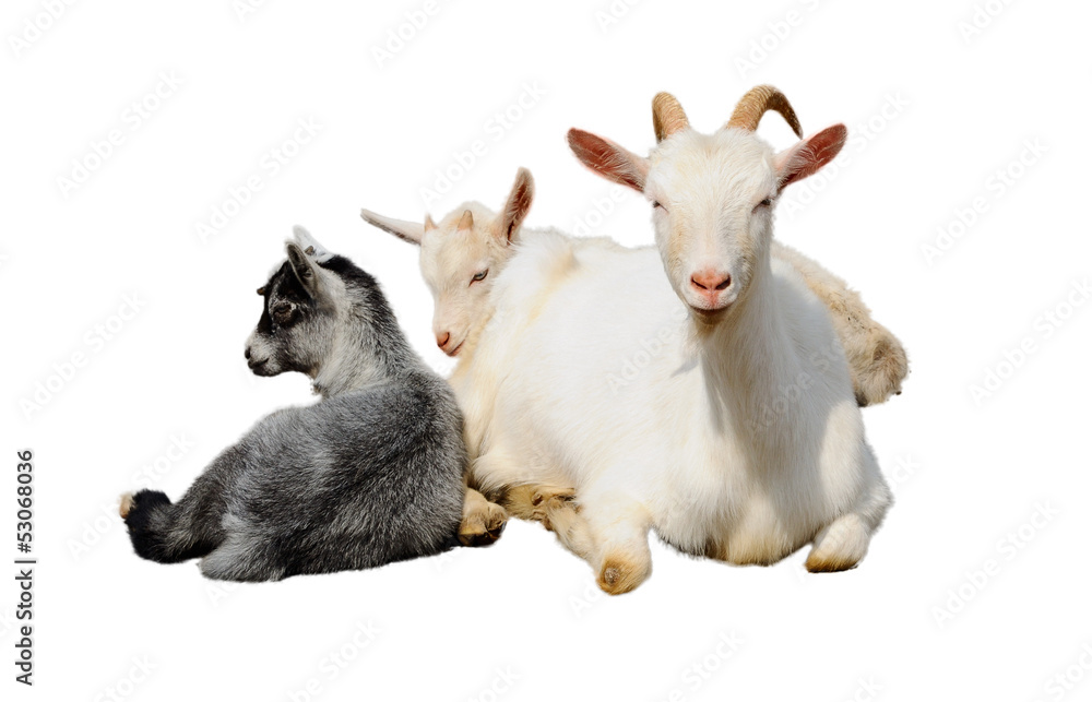 Fototapeta premium Goat and kids