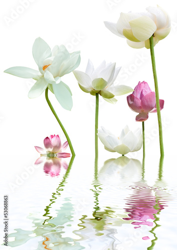 flore aquatique, lotus blanc et lotus rose