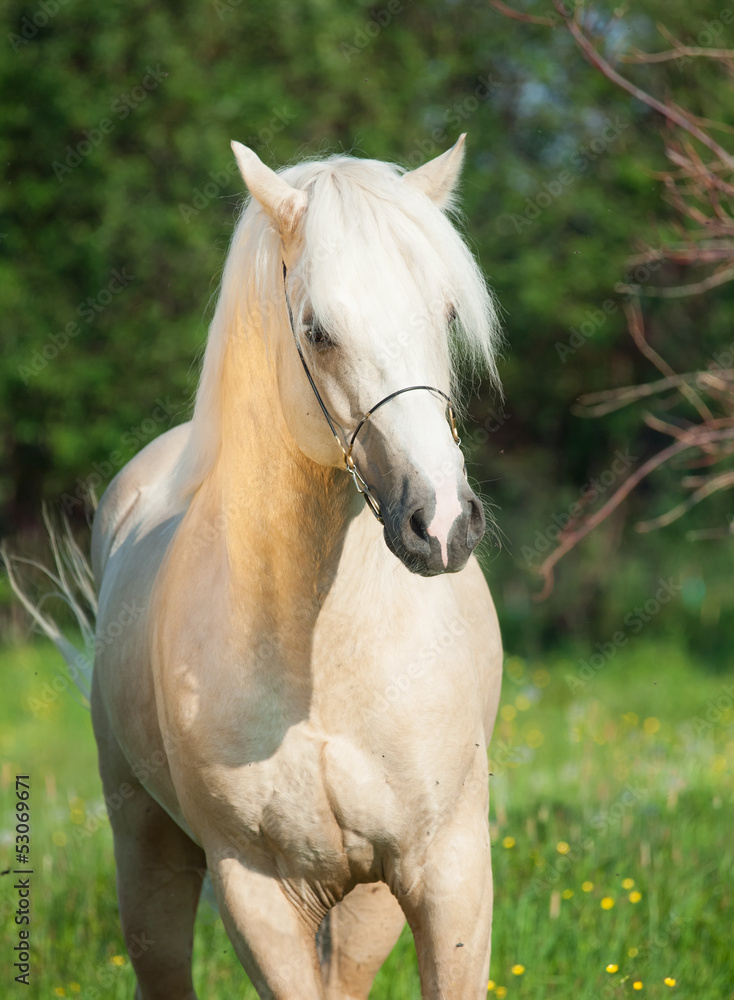 Obraz premium palomino welsh pony stallion
