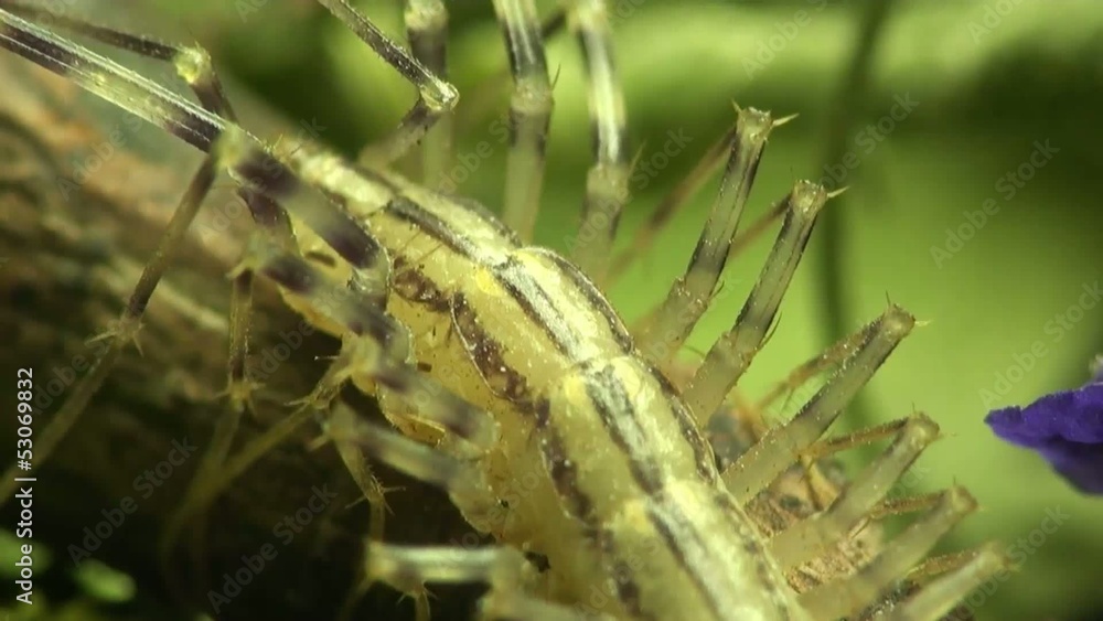 Myriapoda Chickweed is sitting in the grass Myriapoda Chickweed is sitting in the grass