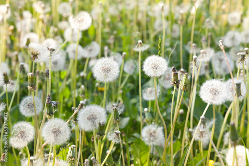 Dandelion flowers with white fluffy flying seeds © evannovostro
