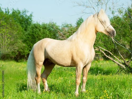 Beautiful palomino welsh pony stallion