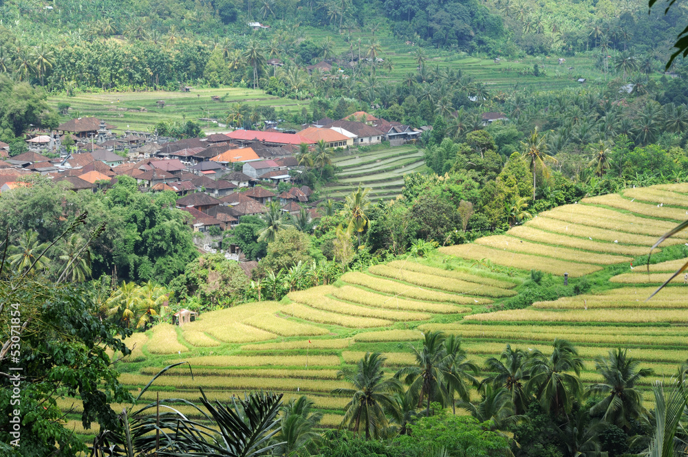 Risaie vicino a Ubud sull'isola di Bali