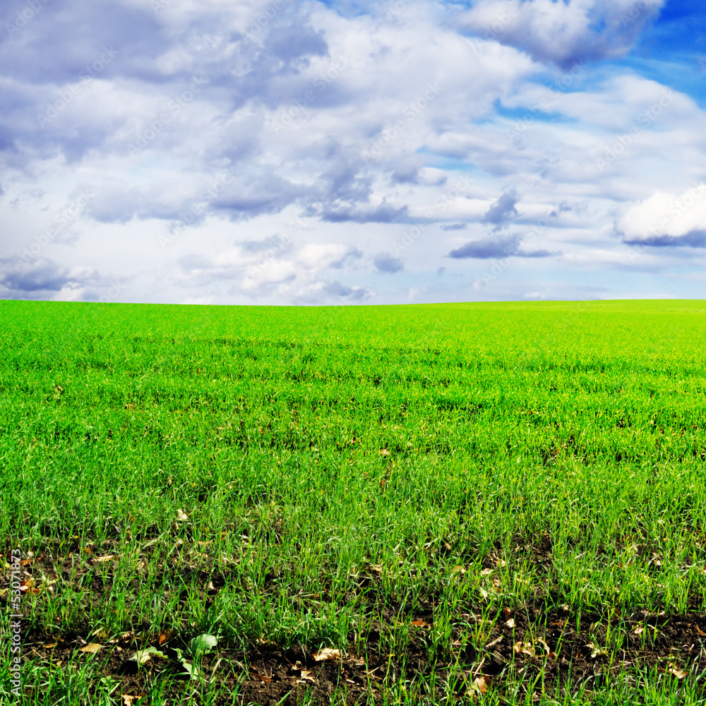 beautiful spring field beautiful spring field