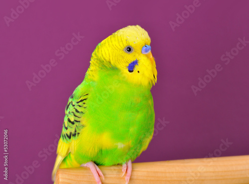 Yellow-green budgerig parrot closeup perched on a stand