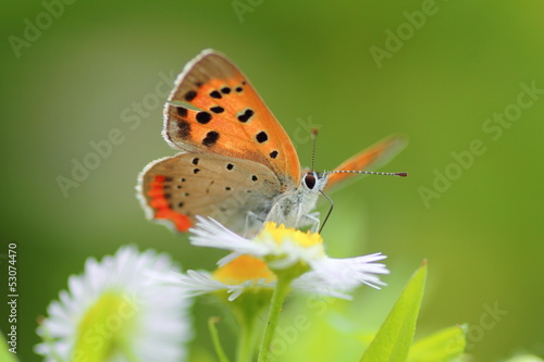 Small butterfly on flower