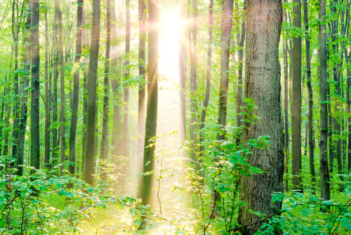 Fototapeta Naklejka Na Ścianę i Meble -  Morning sun rays in summer in the forest.
