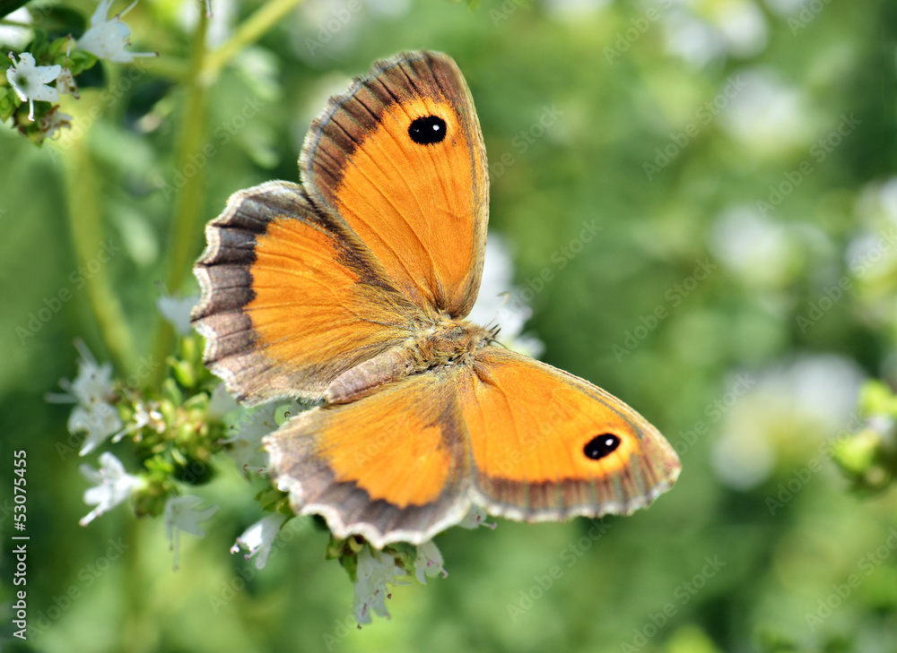 Butterfly Butterfly