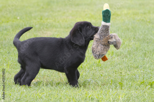 labrador puppy playing