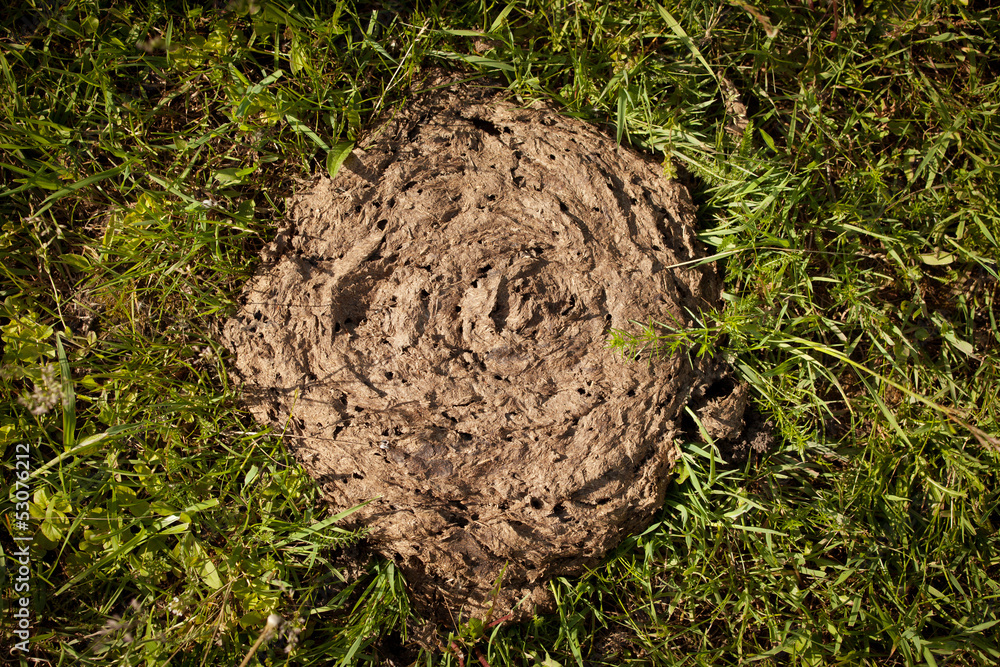 Cow dung lying on the grass Cow dung lying on the grass