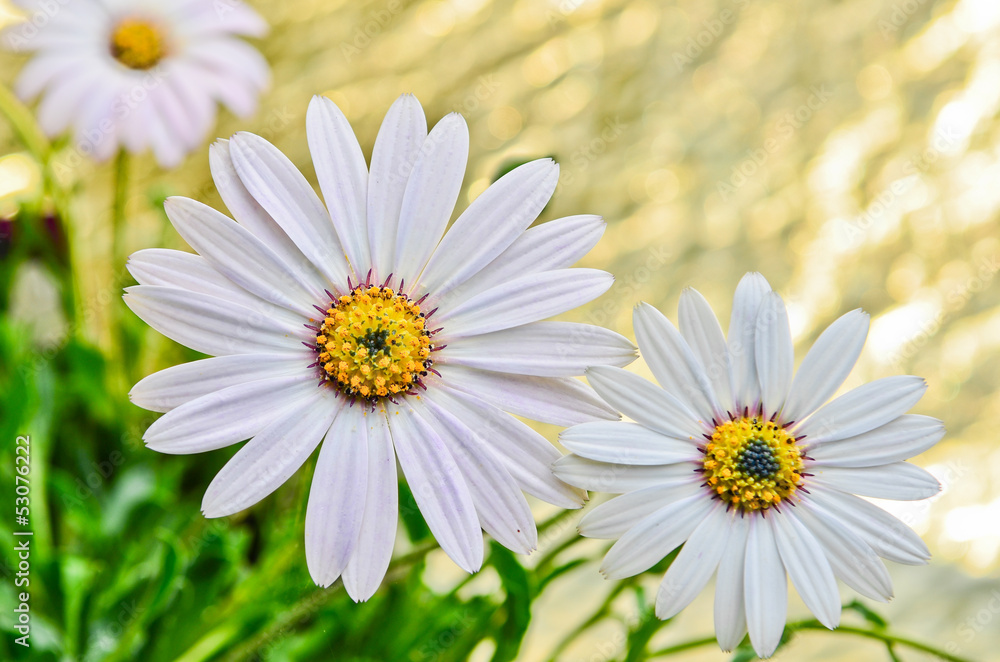 Osteospermum daisy flowers in the garden Osteospermum daisy flowers in the garden