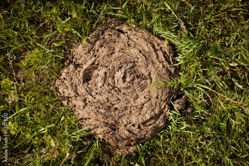 Cow dung lying on the grass photo