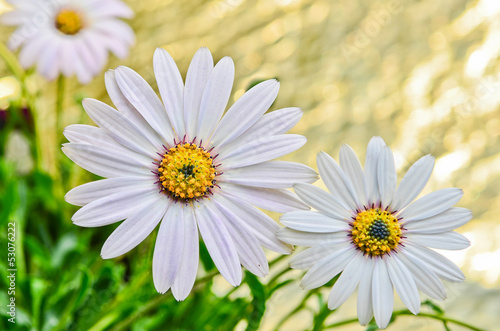 Osteospermum daisy flowers in the garden