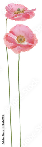 Fototapeta Naklejka Na Ścianę i Meble -  poppy