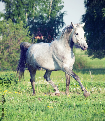 Grey  arabian horse in movement