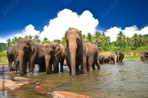 Young elephants playing in the beautiful landscape