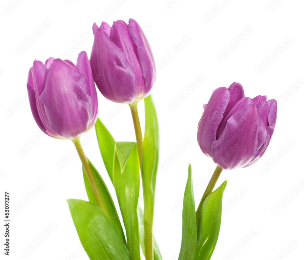 Fototapeta premium Tulip flowers on the white