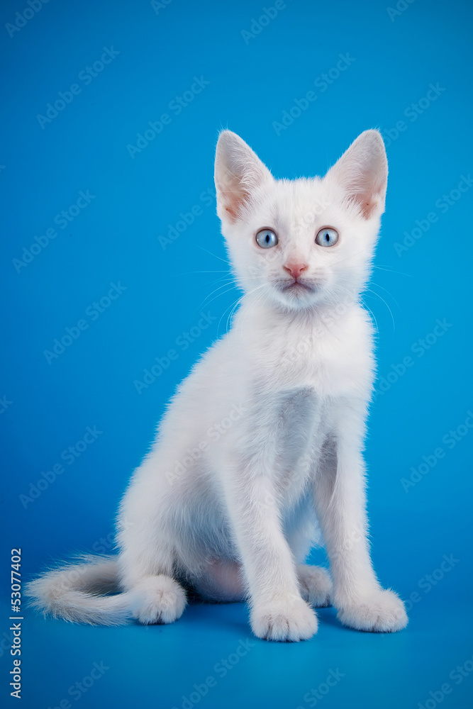 The white kitten with blue eyes sits on a blue background.