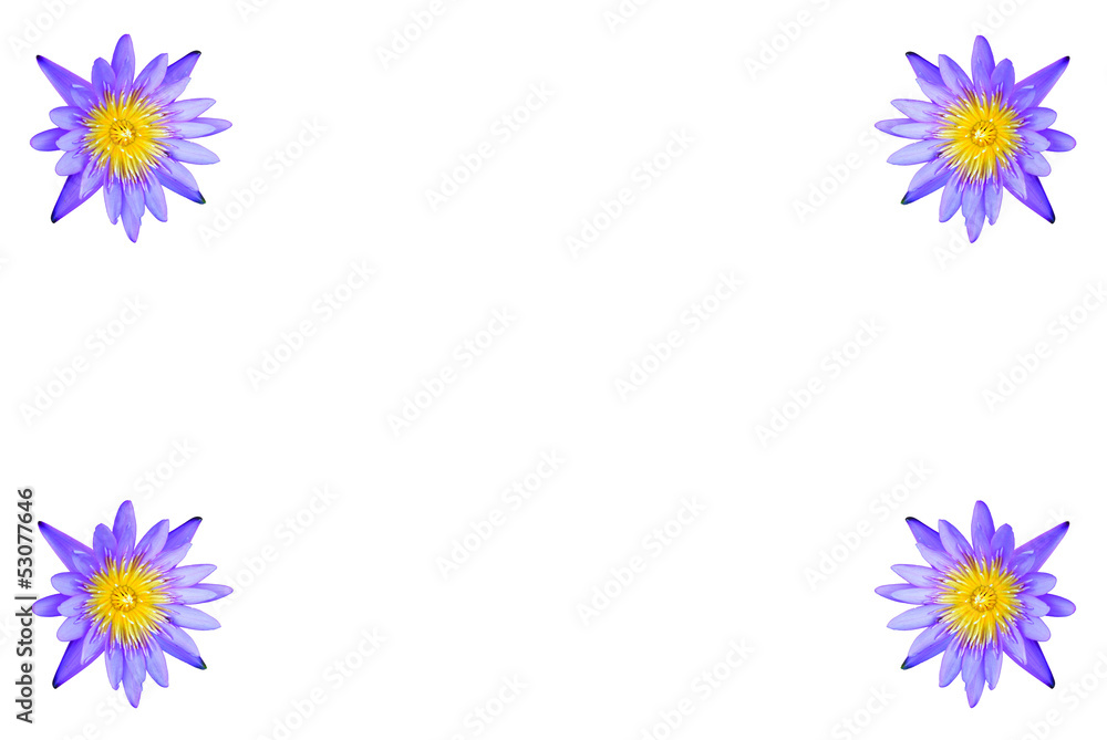 lotus flower isolated lotus flower isolated