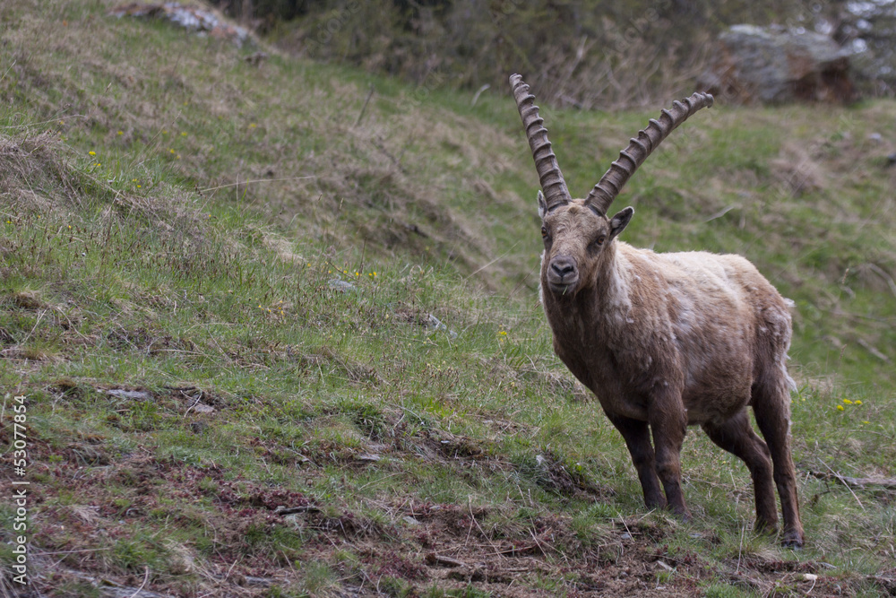 portrait of ibex