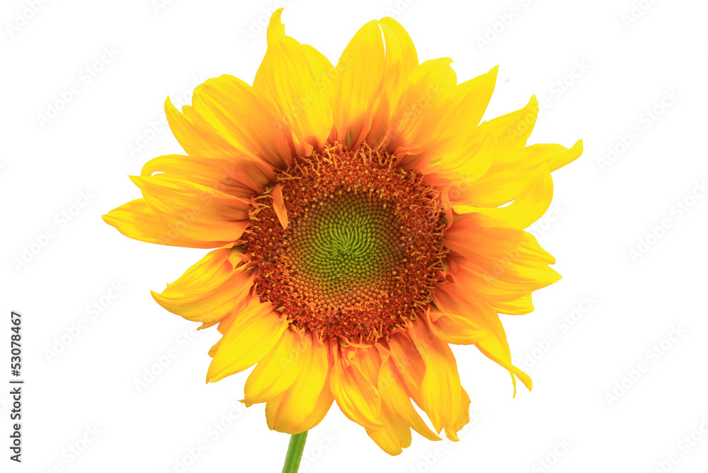 Fototapeta premium sunflower.on white background.