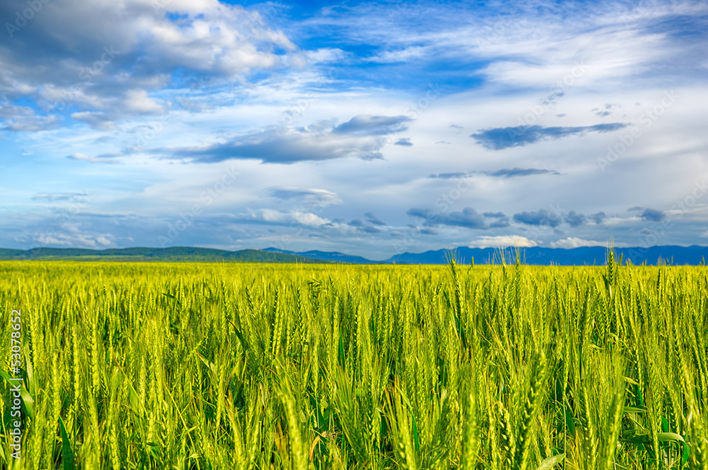 Beautiful landscape field of wheat, cloud and mountain