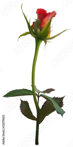 Red Rose