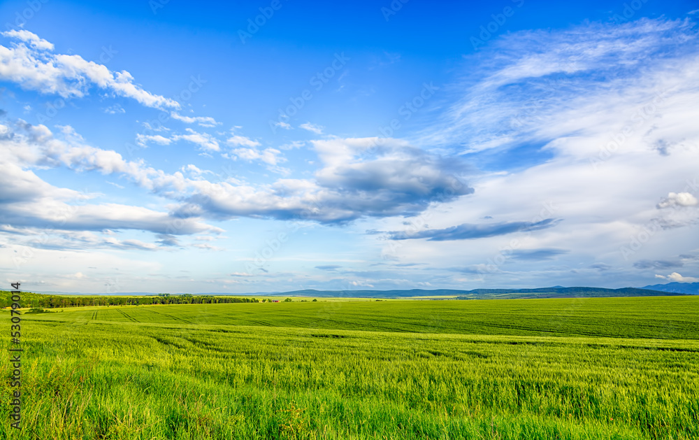 Beautiful landscape field of wheat, cloud and mountain