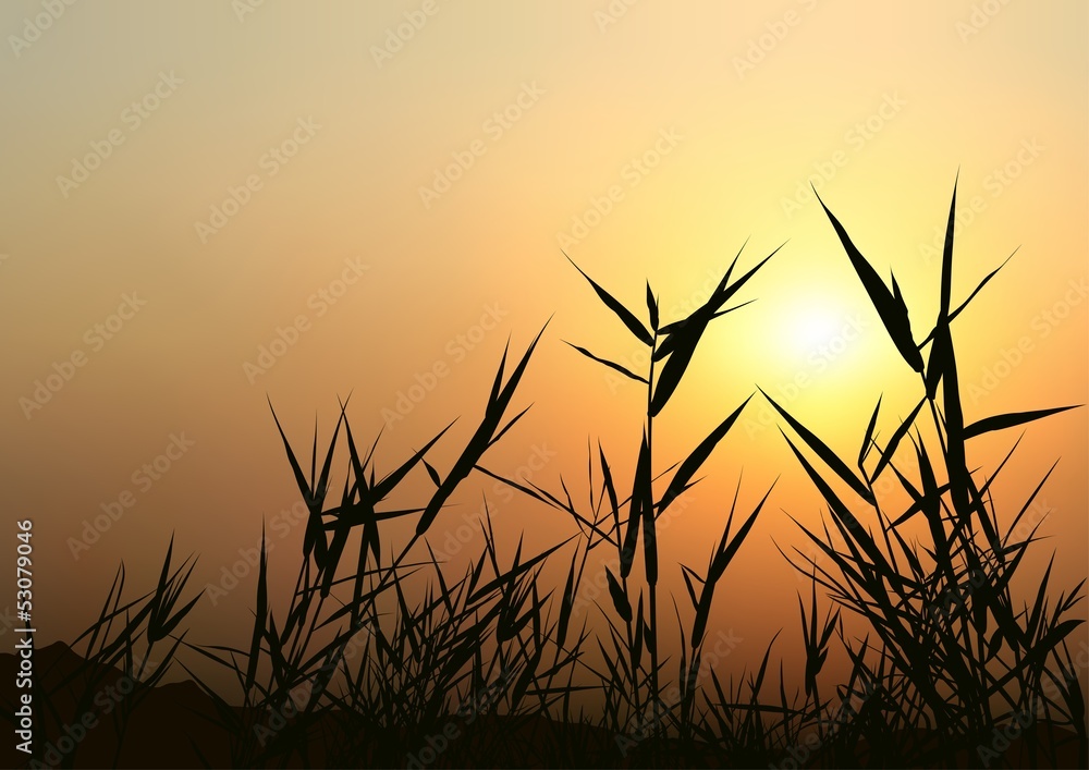 Sunset Grass Silhouette