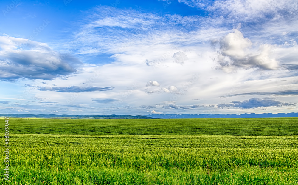 Fototapeta premium Beautiful landscape field of wheat, cloud and mountain