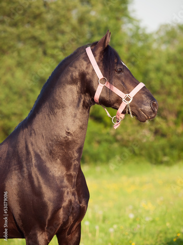 portrait of welsh pony stallion