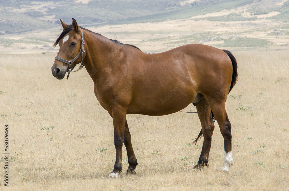 Obraz premium Spanish horse
