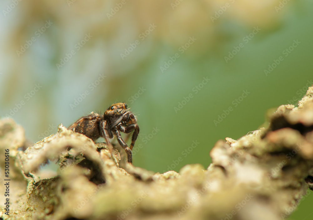 Jumping spider Jumping spider