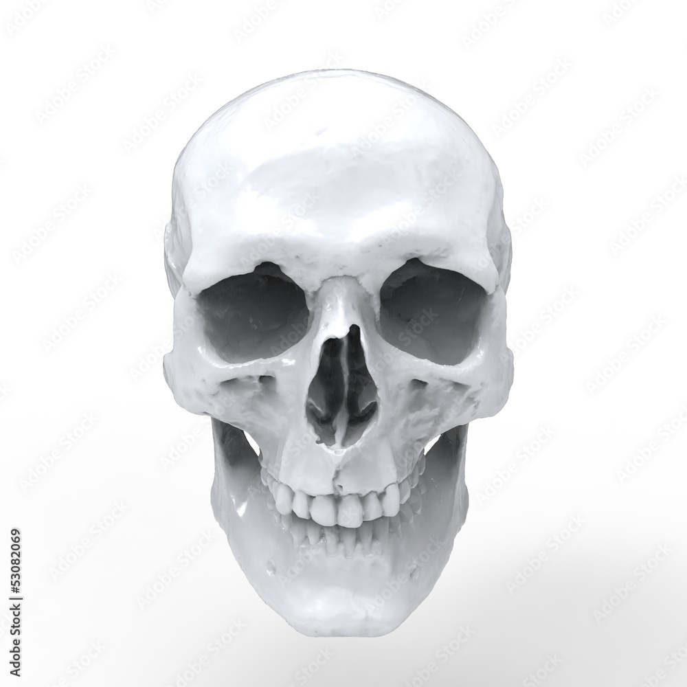 Obraz premium Head Human Skull realistic