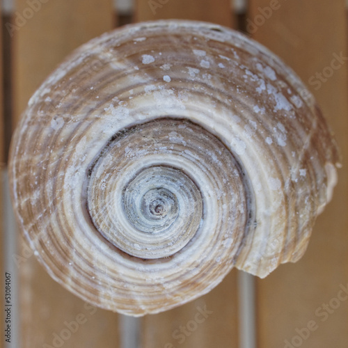 sea shell closeup