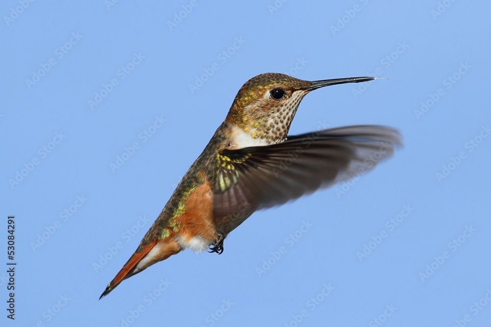 Fototapeta premium Rufous Hummingbird (Selasphorus rufus)