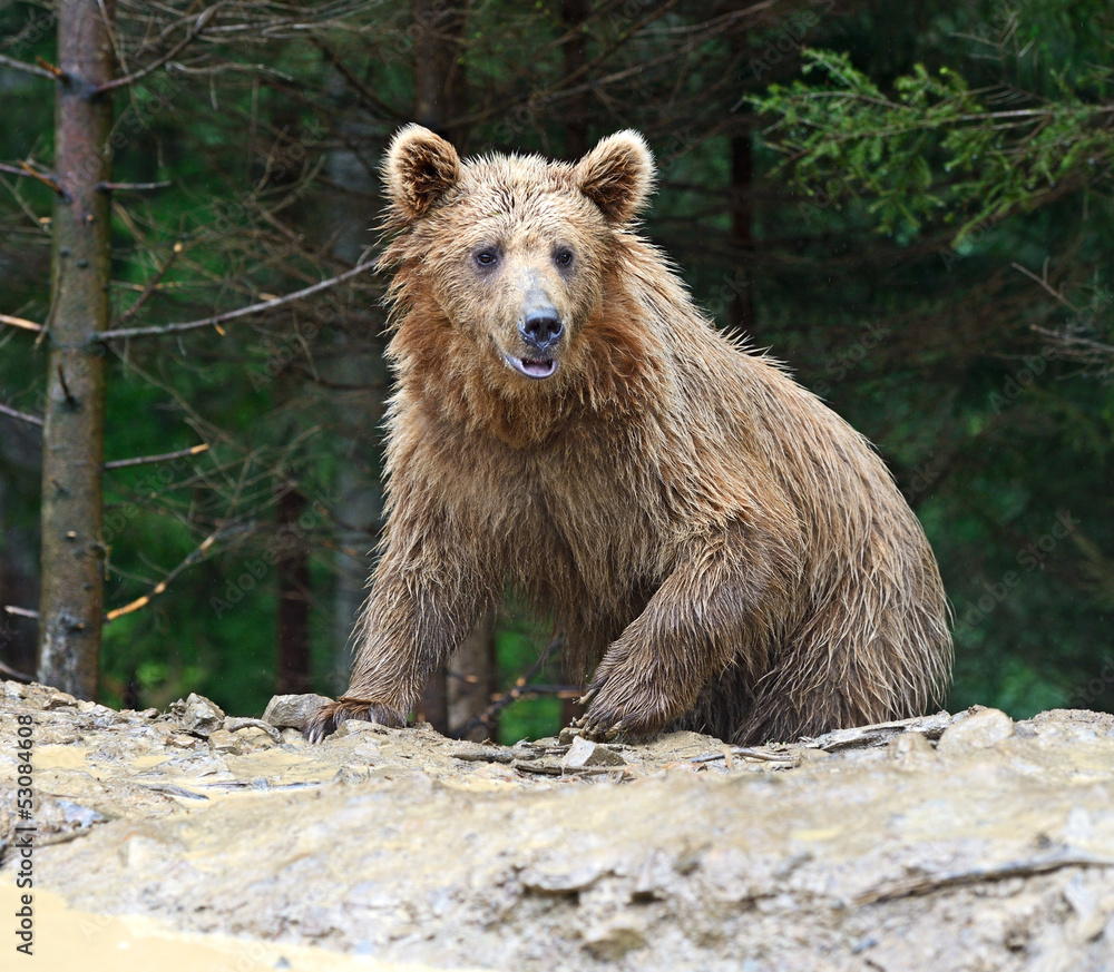 Fototapeta premium Brown bears in the Carpathians.
