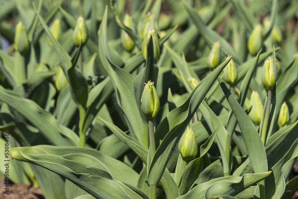 Obraz premium tulips in a flowerbed