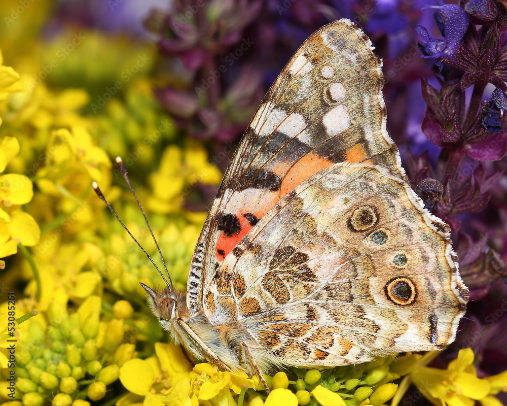 Fototapeta premium Painted Lady (Vanessa cardui) on flowers. Macro