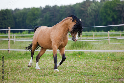 Fotografija stolzes Welsh Cob Pony