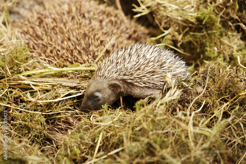 Baby hedgehog