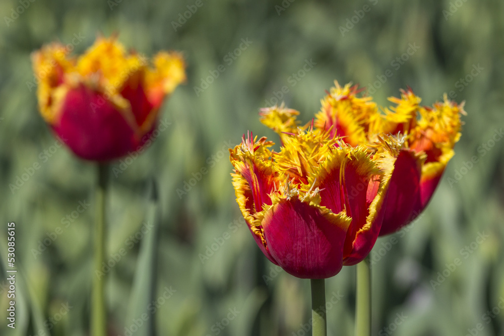 Obraz premium colorful tulips