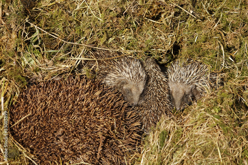 Baby hedgehog