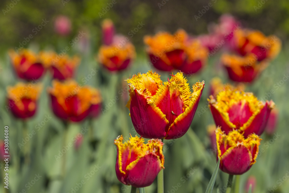 colorful tulips