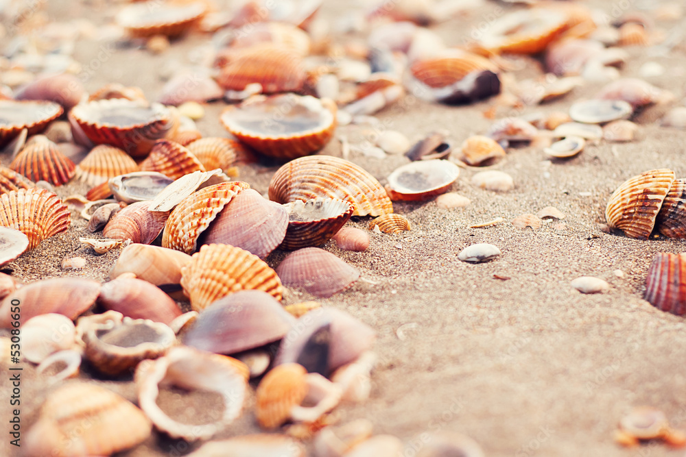 Collection of seashels at the beach Collection of seashels at the beach