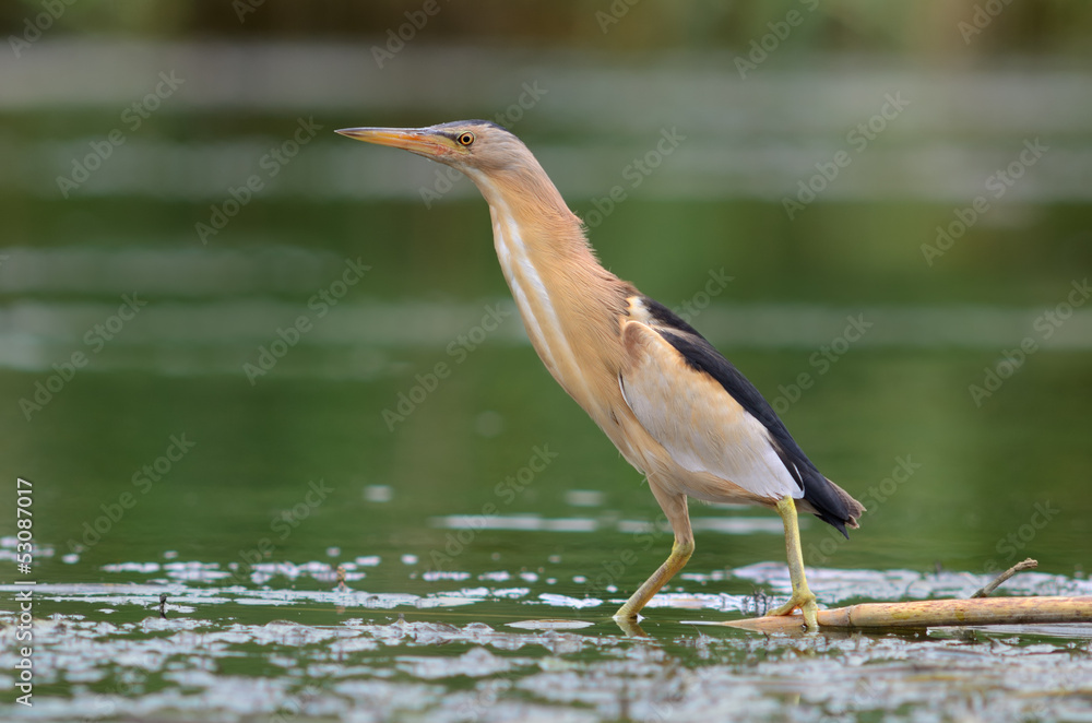 Fototapeta premium Little Bittern (Ixobrychus minutus)