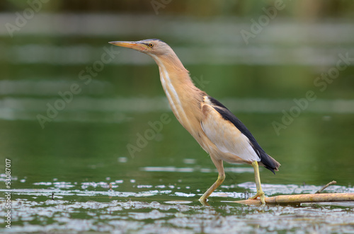 Little Bittern (Ixobrychus minutus)